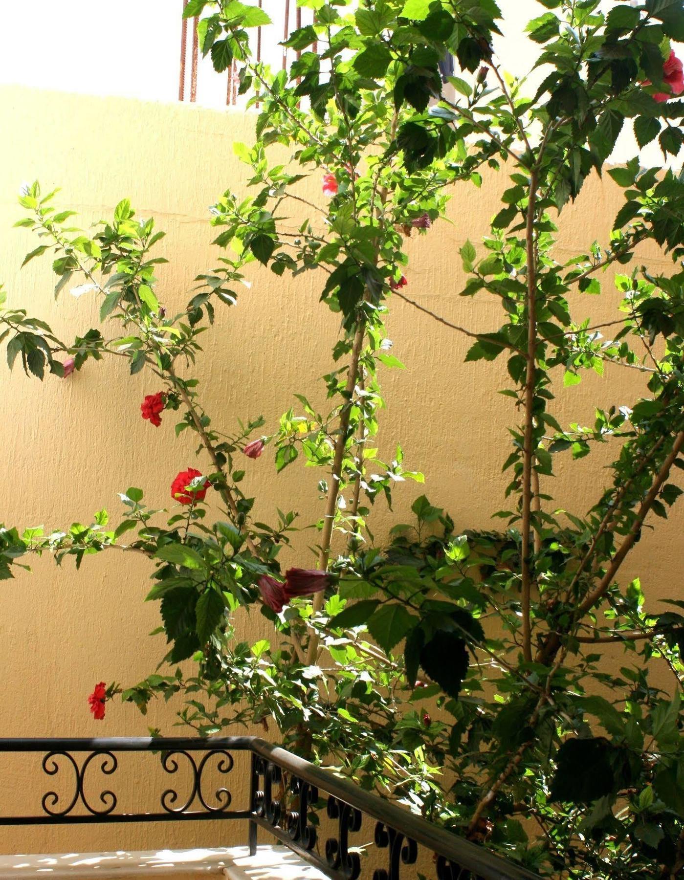 Orion Apartments Mália Zewnętrze zdjęcie
